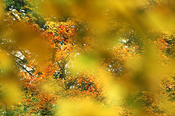 fotografie - Akvarelový podzim
