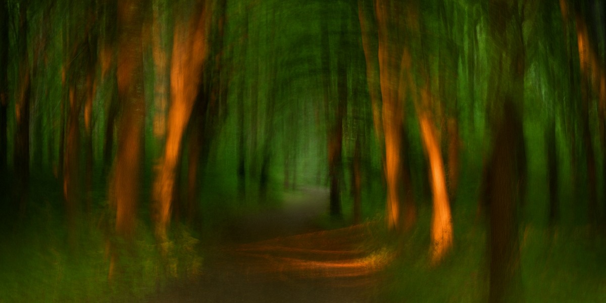 fotografie - Vyprávění lesa VIII