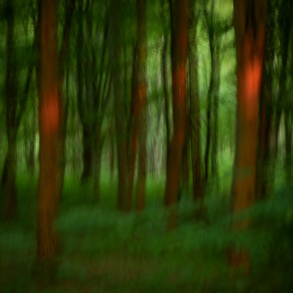 fotografie - Vyprávění lesa XI