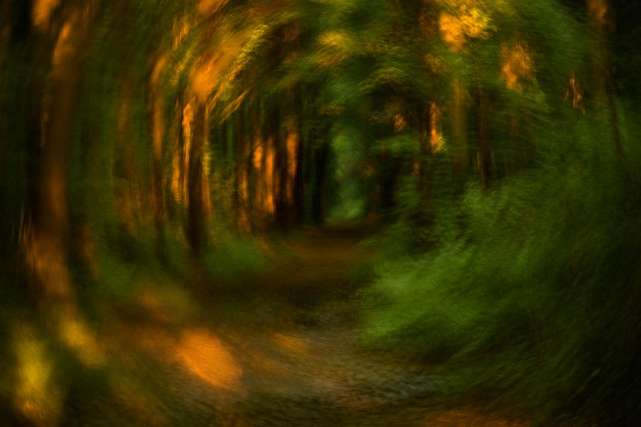fotografie - Vyprávění lesa XIV