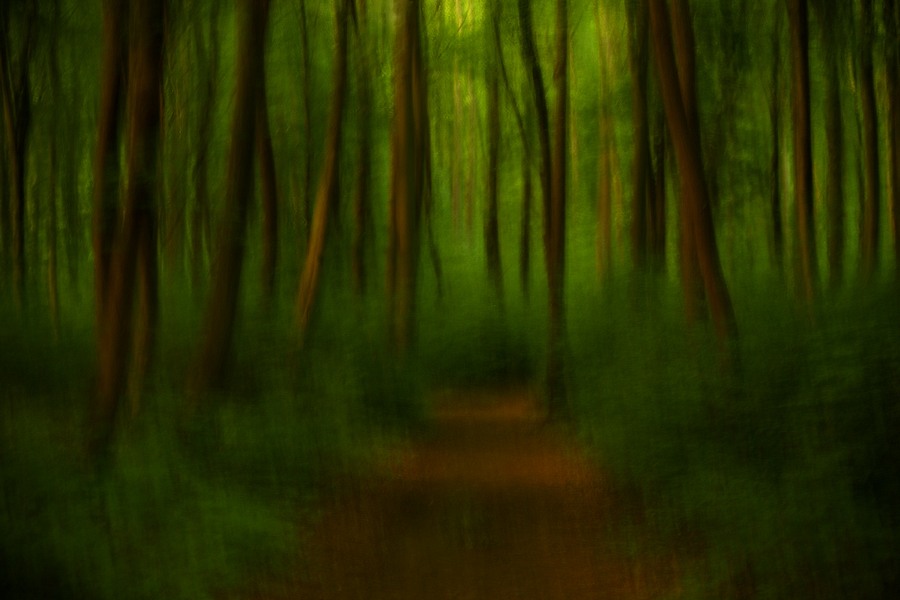 fotografie - Vyprávění lesa XXIII