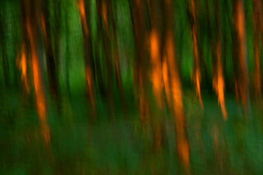 fotografie - Vyprávění lesa XXIV