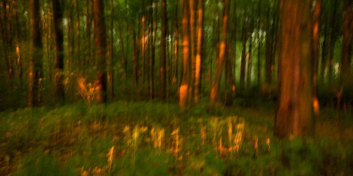 fotografie - Vyprávění lesa XXVIII