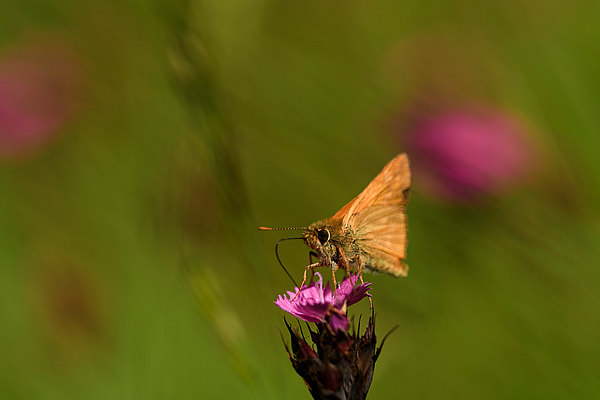 fotografie - Něžné léto motýlí I