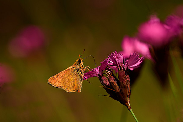 fotografie - Něžné léto motýlí II