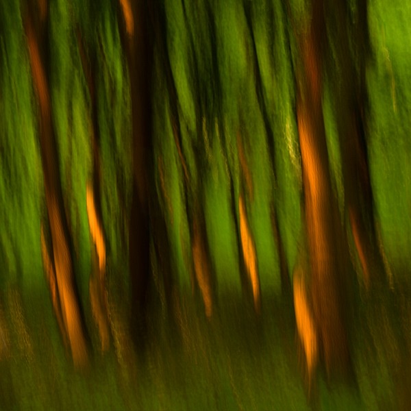 fotografie - Vyprávění lesa IV