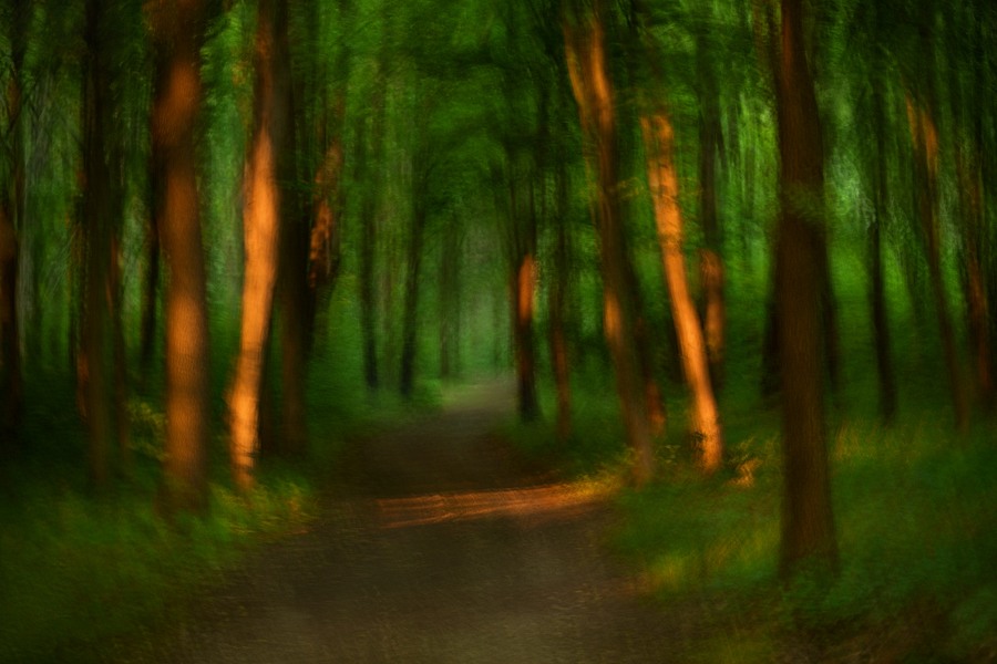 fotografie - Vyprávění lesa VII