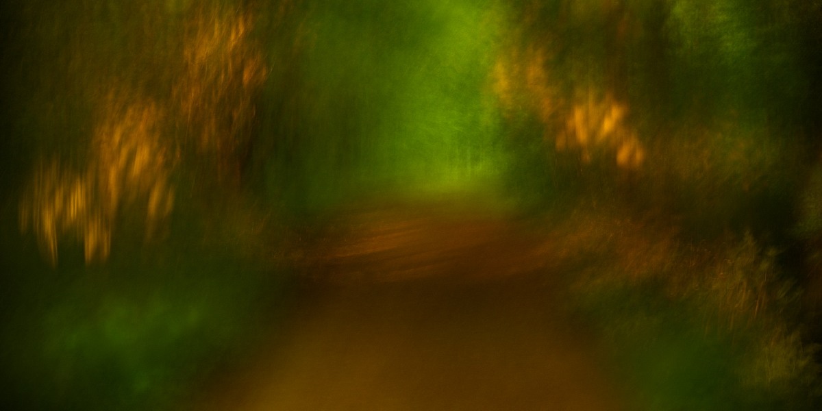 fotografie - Vyprávění lesa XIII