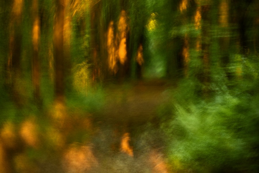 fotografie - Vyprávění lesa XV