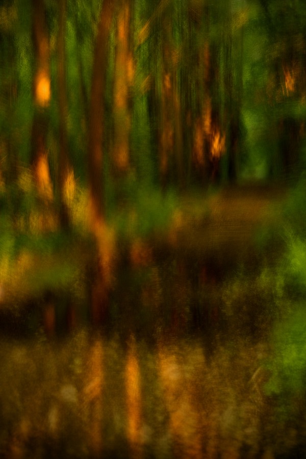 fotografie - Vyprávění lesa XXXI