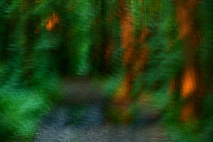 fotografie - Vyprávění lesa XVIII