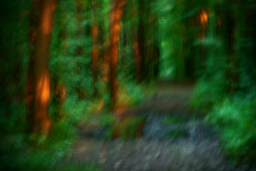 fotografie - Vyprávění lesa XIX