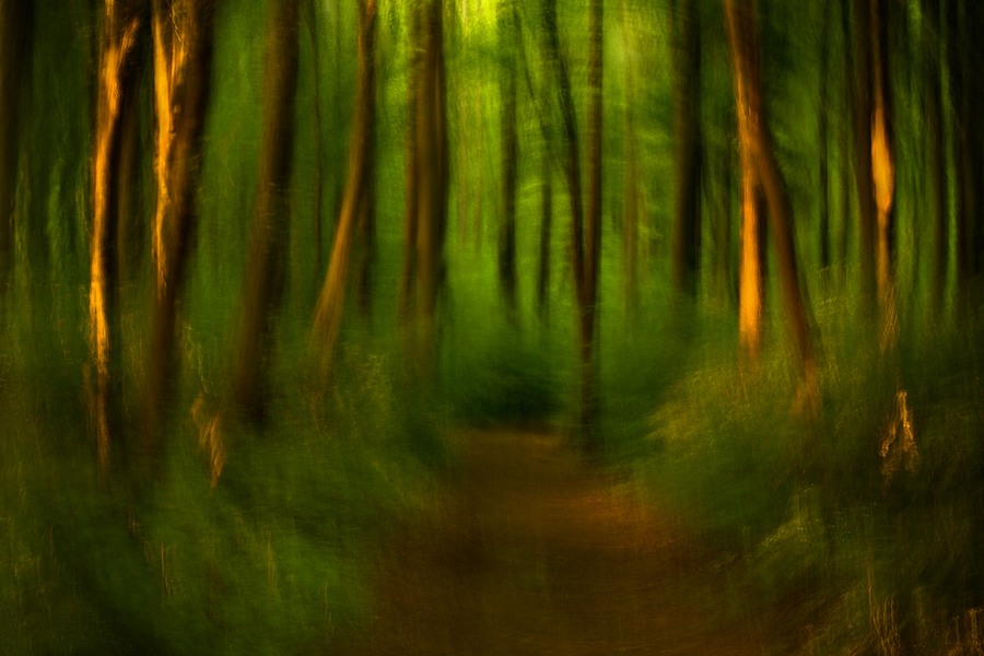 fotografie - Vyprávění lesa XXII
