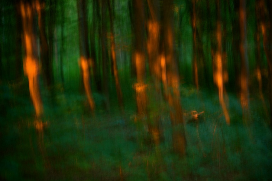 fotografie - Vyprávění lesa XXV