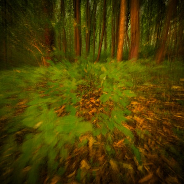 fotografie - Vyprávění lesa XXIV