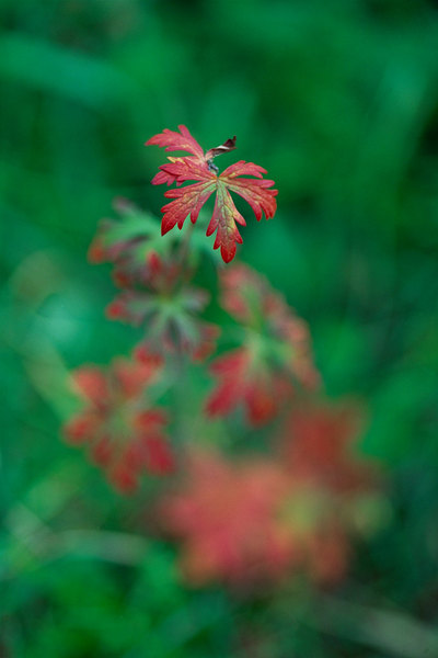fotografie - Snov pvab podzimu