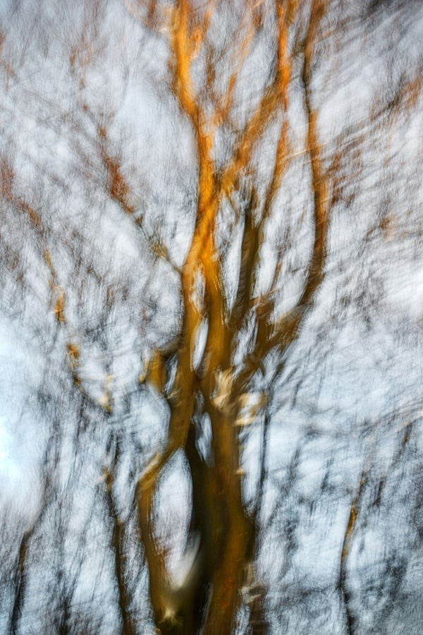 fotografie - Podkovn strom I
