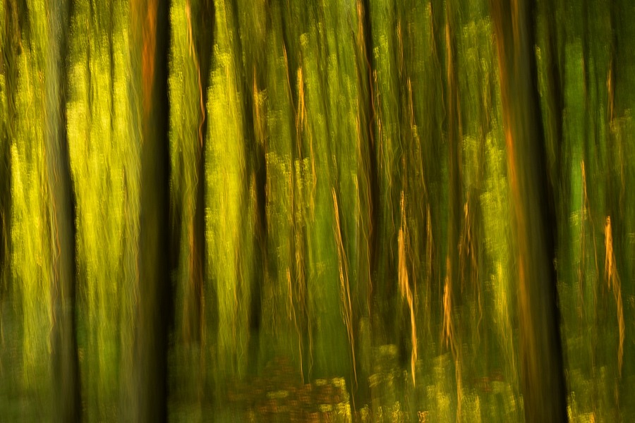 fotografie - Vyprvn lesa I