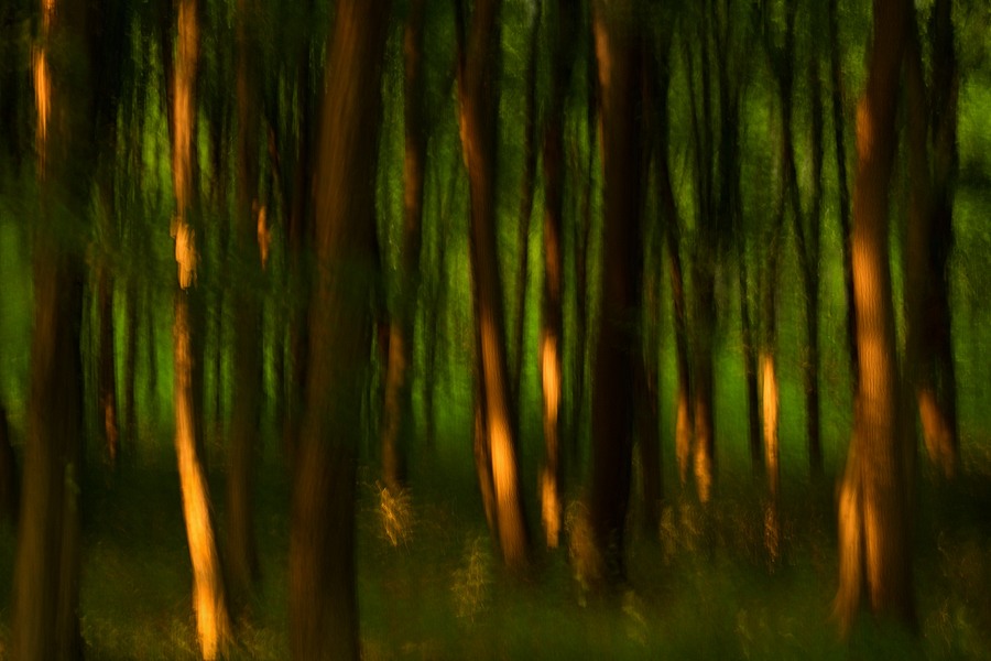 fotografie - Vyprvn lesa V