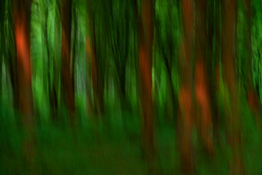 fotografie - Vyprvn lesa X