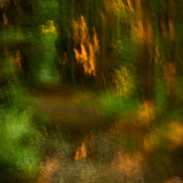 fotografie - Vyprvn lesa XVI