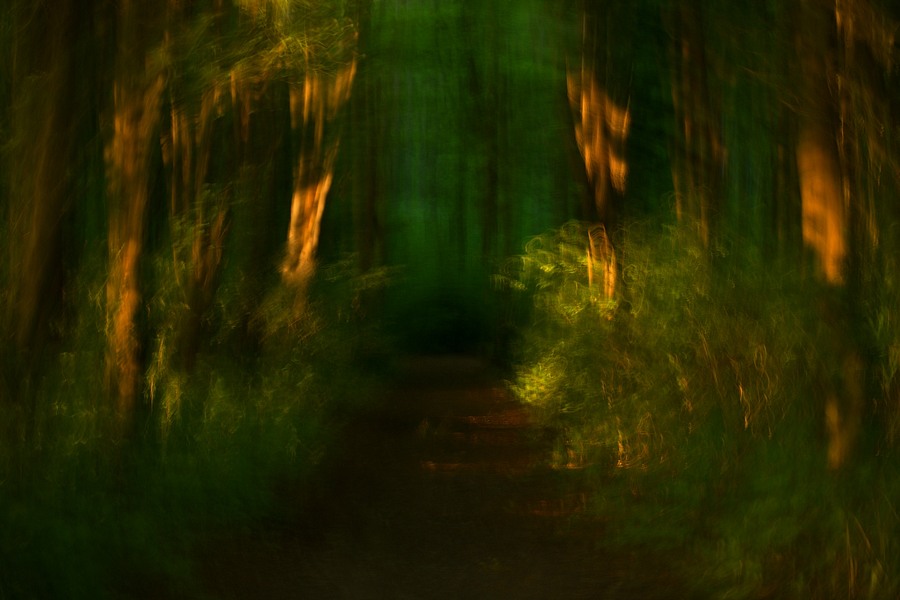 fotografie - Vyprvn lesa XX
