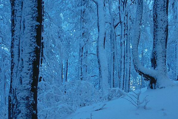 fotografie - Symfonie zimnho lesa